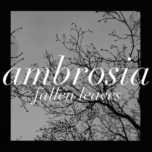 fallen leaves